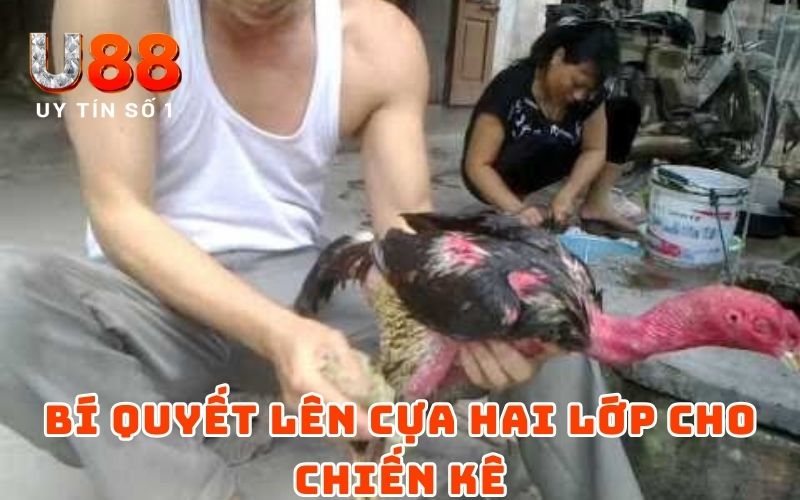 Cách Lên Cựa Gà Đơn Giản Nhưng Hiệu Quả Từ Cao Thủ U88 3 Bí quyết lên cựa hai lớp cho chiến kê