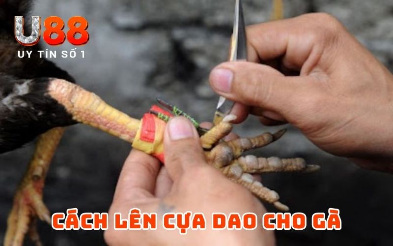 Cách Lên Cựa Gà Đơn Giản Nhưng Hiệu Quả Từ Cao Thủ U88 2 Cách lên cựa dao cho gà