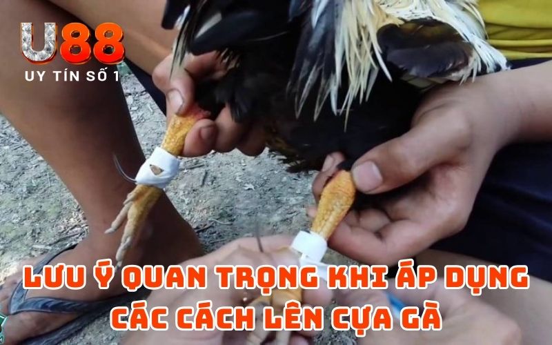 Cách Lên Cựa Gà Đơn Giản Nhưng Hiệu Quả Từ Cao Thủ U88 5 Lưu ý quan trọng khi áp dụng các cách lên cựa gà
