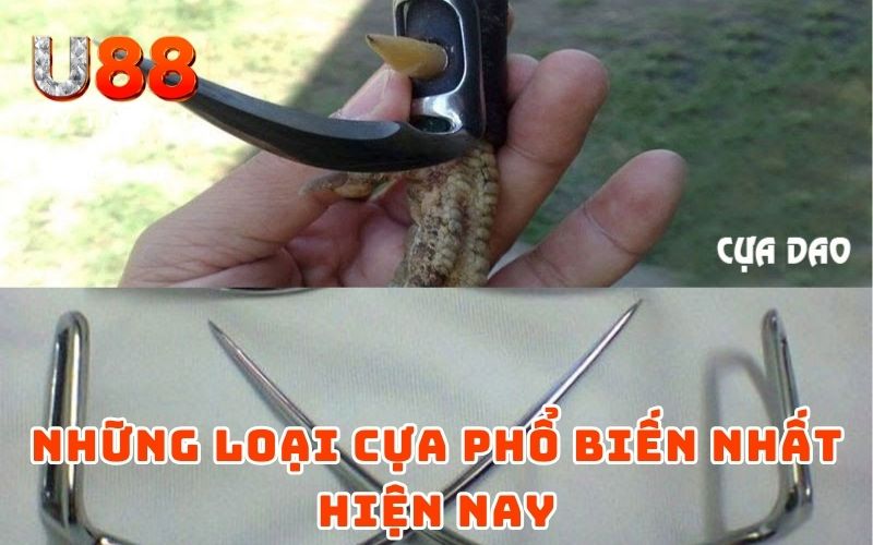 Cách Lên Cựa Gà Đơn Giản Nhưng Hiệu Quả Từ Cao Thủ U88 4 Những loại cựa phổ biến nhất hiện nay
